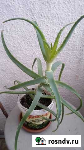 Алоэ Йошкар-Ола - изображение 1