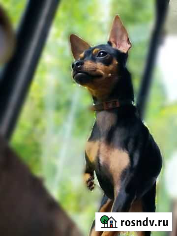 Вязка той-терьер Курск - изображение 1