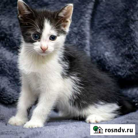 Европейская кошка Подольск - изображение 1