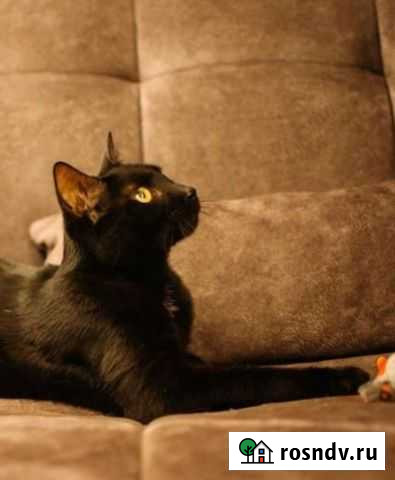 Кошка в добрые руки Сочи - изображение 1