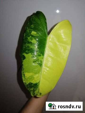 Очень много красивых цветов Улан-Удэ - изображение 1