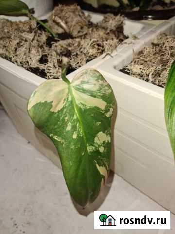Филодендрон гитара вар Обнинск - изображение 1