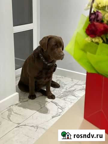 Кобель лабрадора вязка Воронеж - изображение 1