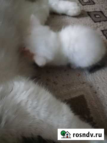 Красивая, шустрая, кошечка ищет новый дом Владимир - изображение 1