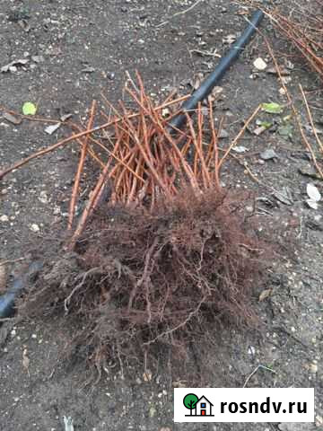 Малина джоан джи,полана,херитейдж,лачка,глен файн Севастополь - изображение 1