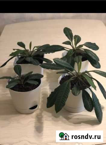 Молочай Видное - изображение 1