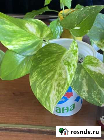 Комнатные растения Кемерово - изображение 1