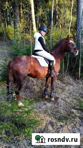 Прогулки на лошадях Токсово - изображение 1