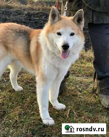 Акита помесь Глинищево - изображение 1