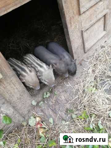 Поросята Мама Вьетнамка папа кармал. Родились 14.0 Печоры - изображение 1