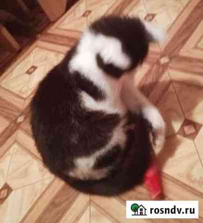 Котёнок мальчик Омск