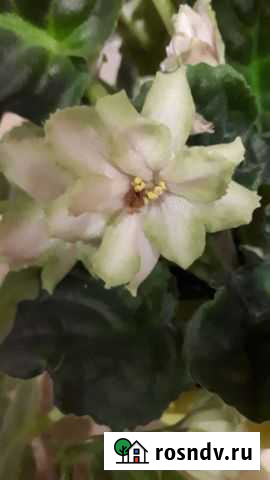 Фиалка Кострома - изображение 1