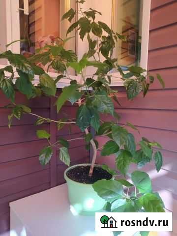 Гибискус. Чайная роза Ярцево - изображение 1