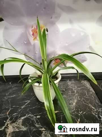 Хлорофитум Тюмень - изображение 1