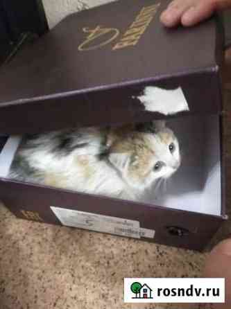 Отдам в добрые руки кошечку Пенза