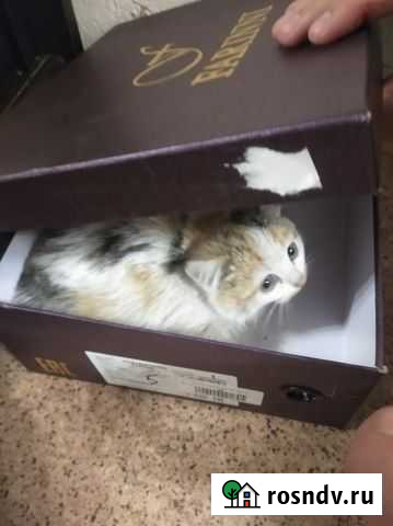 Отдам в добрые руки кошечку Пенза - изображение 1