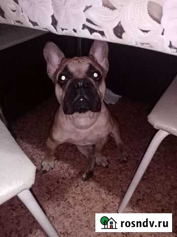 Французский бульдог кобель вязка Улан-Удэ - изображение 1