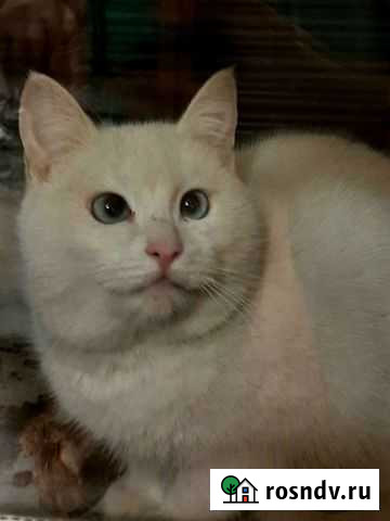 Кошки Лиски - изображение 1