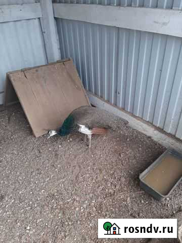 Павлины Тамань - изображение 1