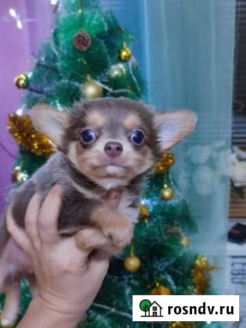 Той-терьер и чихуахуа, йорк щенки Воркута - изображение 1