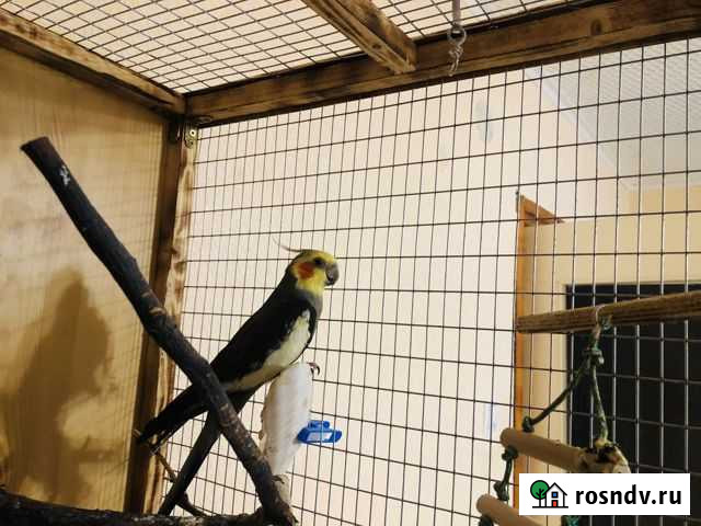 Попугай Лысково - изображение 1