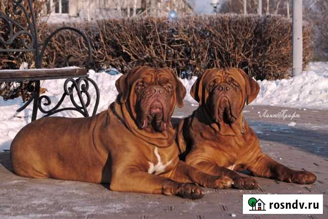 Бордоский дог. 1 месяц и 4.5 месяца Уфа - изображение 1