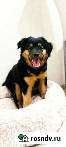 Щенок в добрые руки Краснотурьинск - изображение 1