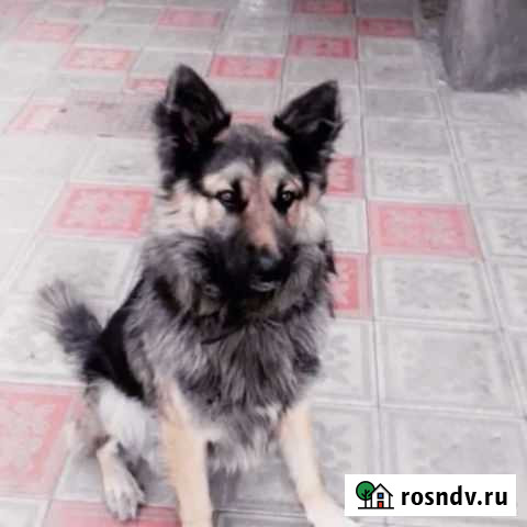 Собака немецкая овчарка Владикавказ - изображение 1