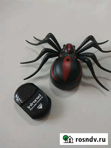 Паук Томск - изображение 1