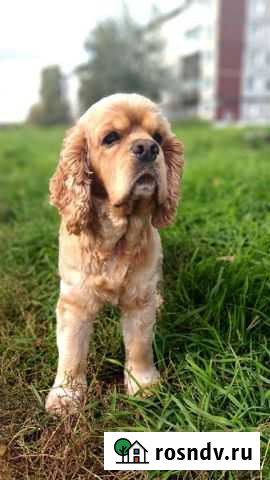 Вязка Ачинск - изображение 1