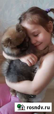 Щенки немецкого шпица Липецк - изображение 1