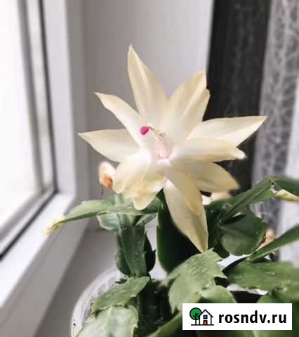 Декабрист Липецк - изображение 1