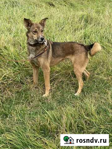 Собака Армавир - изображение 1