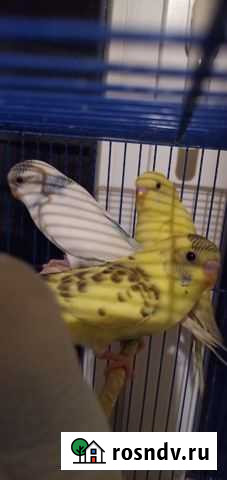 Попугай Иноземцево кп - изображение 1