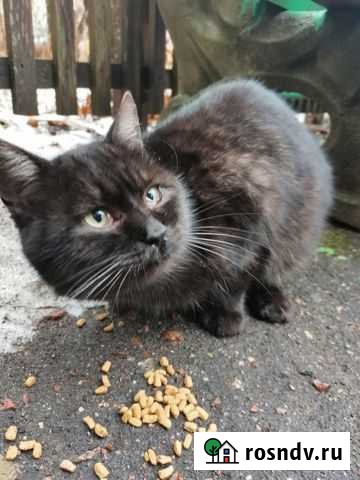 Котик в добрые руки Новозыбков - изображение 1