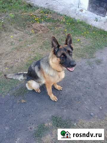 Ветеринар Курган - изображение 1