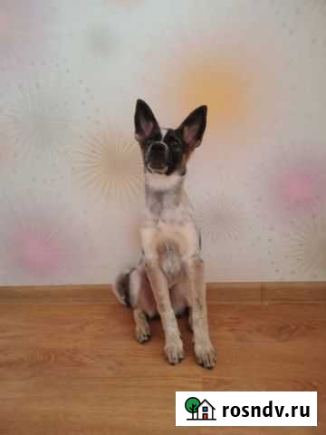 Щенок в добрые руки Томск - изображение 1