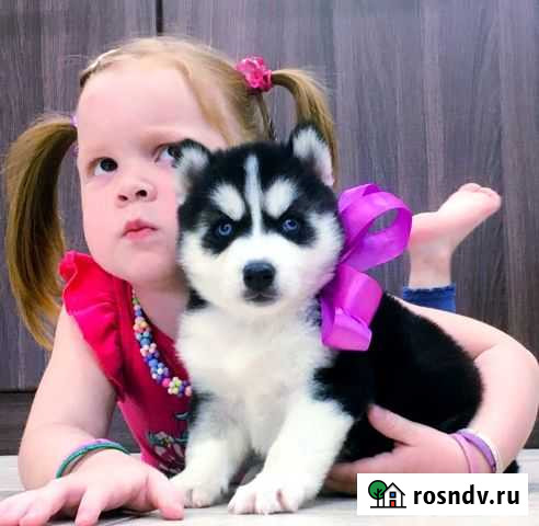 Хаски щенки отборного качества для вас Сыктывкар - изображение 1