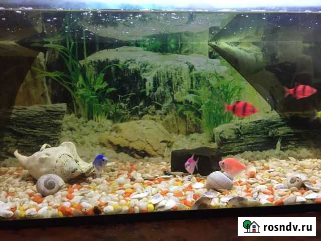 Аквариума Ленинск-Кузнецкий - изображение 1