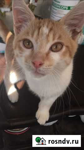 Рыжий кот Яблоновский - изображение 1