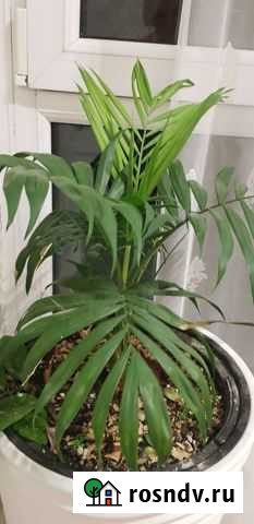 Хамедорея Набережные Челны - изображение 1