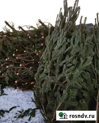 Новогодние живые ёлки и сосны с доставкой по Туле Тула - изображение 1