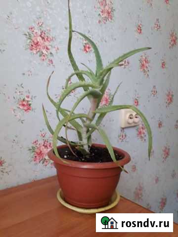 Алоэ Кострома - изображение 1