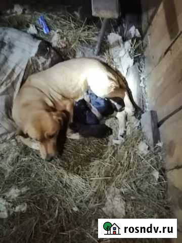 Щенки в добрые руки Боринское - изображение 1