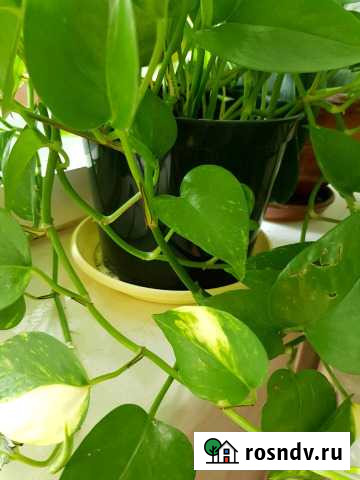 Вьюн Иваново - изображение 1