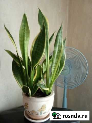 Комнатный цветок Сансевиерия Октябрьский - изображение 1