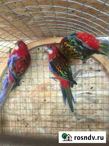 Попугаи Розелла и другие Чехов - изображение 1