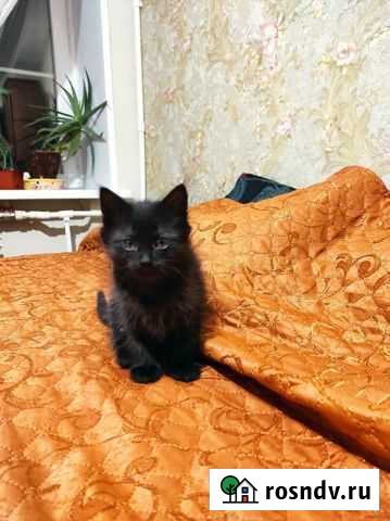 Котята в добрые руки Рязань - изображение 1