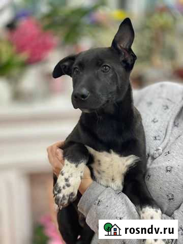 Щенок в добрые руки Нижний Новгород - изображение 1