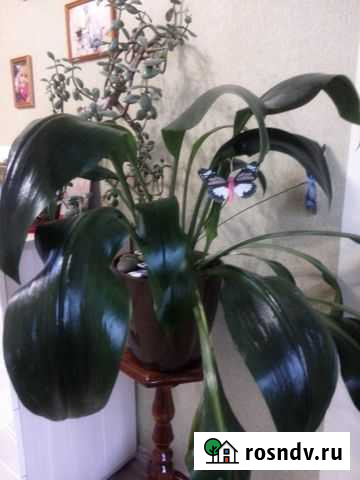 Цветок Благовещенск - изображение 1